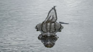 Unos cocodrilos salen del agua para enfrentarse a unas leonas pero no consiguen nada