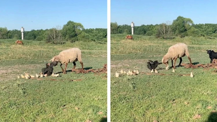 Gallina contra oveja