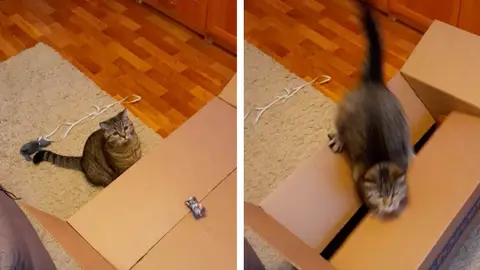 Gato saltando Gato saltando