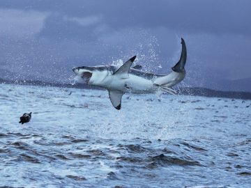 Gran tibur&oacute;n blanco