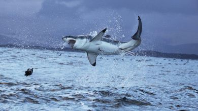 Capturan a la 'Reina del océano', un enorme tiburón blanco de más de tonelada y media