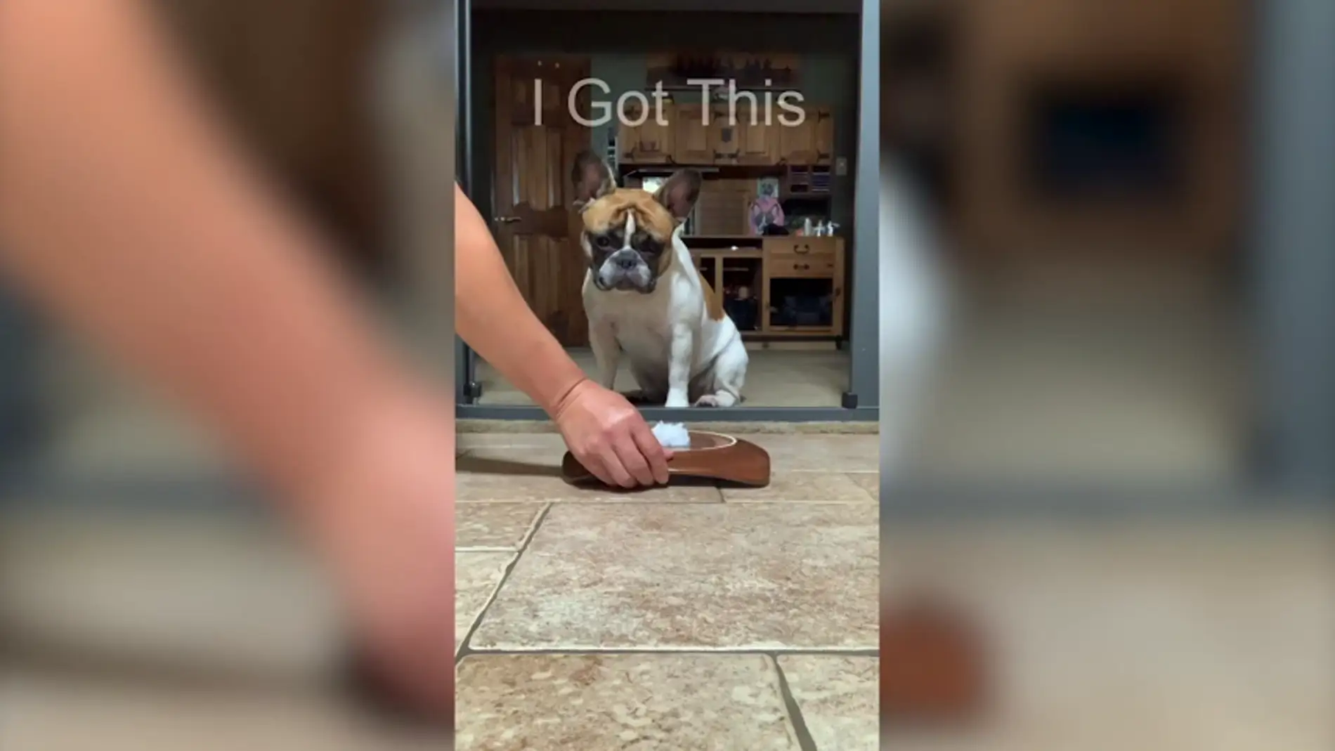 VÍDEO: Un perro intenta engañar a su dueño mientras hacía un reto viral y sale mal