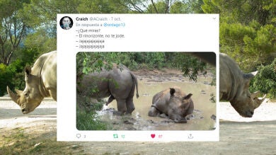 La divertida imagen de un rinoceronte rechazado desata una batalla de memes