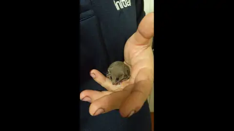 VÍDEO: Un pósum pigmeo acróbata da a luz en la mano de la persona que le rescato VÍDEO: Un pósum pigmeo acróbata da a luz en la mano de la persona que le rescato