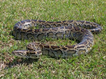 Serpiente pit&oacute;n birmana