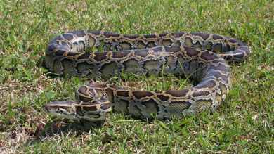 Una mujer pelea con una pitón para salvar a su perro de dos meses