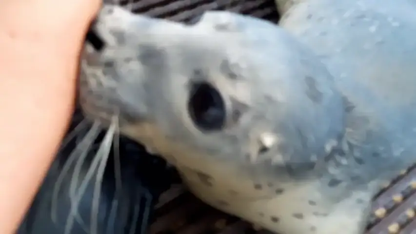 VÍDEO: Una mujer cuida de adorables focas huérfanas