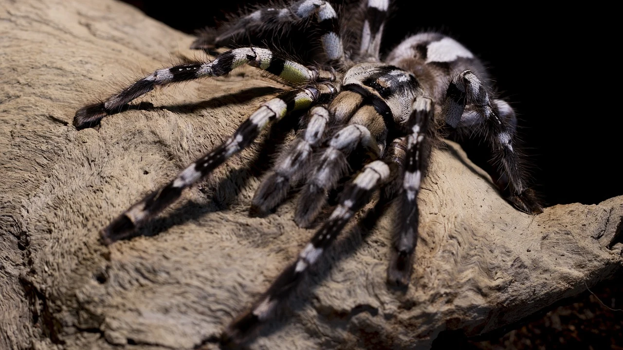Tarantula