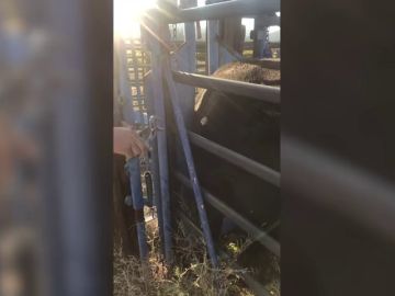 VÍDEO: Extraen la cornamenta de un ciervo que una vaca tenía clavada en el costado