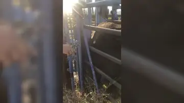 VÍDEO: Extraen la cornamenta de un ciervo que una vaca tenía clavada en el costado