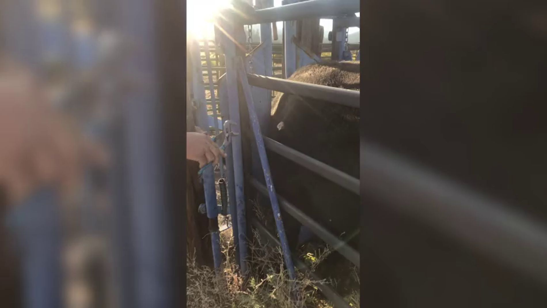 V&Iacute;DEO: Extraen la cornamenta de un ciervo que una vaca ten&iacute;a clavada en el costado