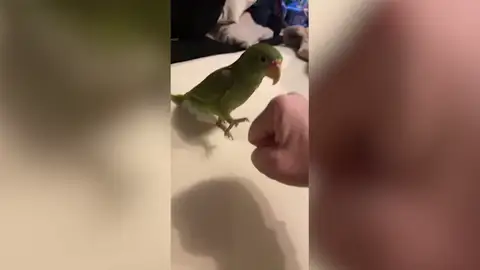 VÍDEO: Un loro choca el puño con su dueña y se vuelve viral VÍDEO: Un loro choca el puño con su dueña y se vuelve viral