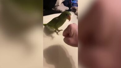 VÍDEO: Un loro choca el puño con su dueña y se vuelve viral