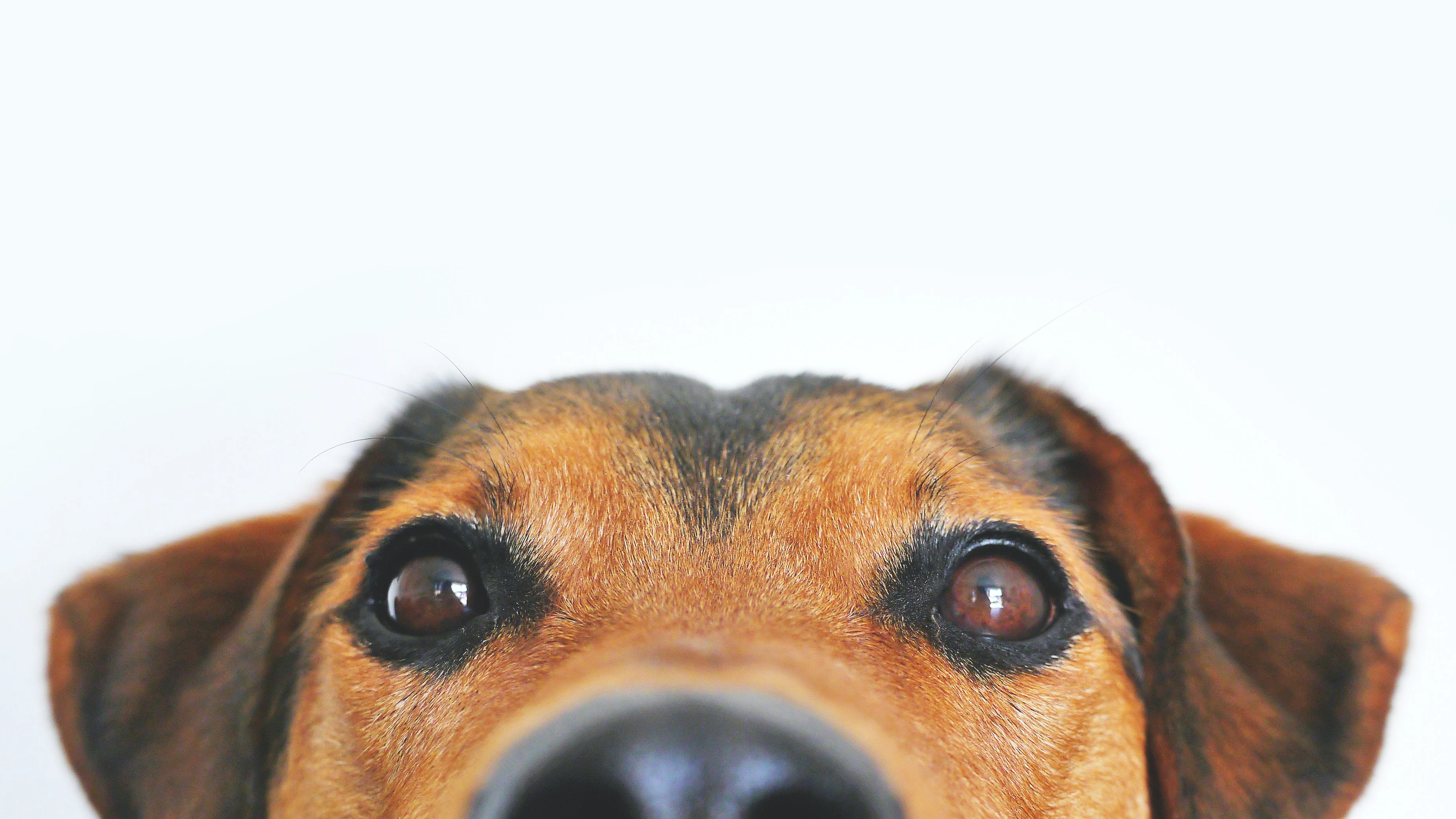 &iquest;Pueden los perros ser postureros?