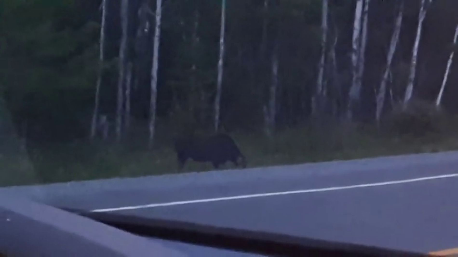 V&Iacute;DEO: Graban a un extra&ntilde;o fantasma parecido a Gollum saliendo de un bosque en Canad&aacute;