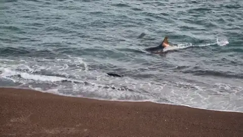 VÍDEO: Un león marino escapa de las mandibulas de una orca por centímetros VÍDEO: Un león marino escapa de las mandibulas de una orca por centímetros