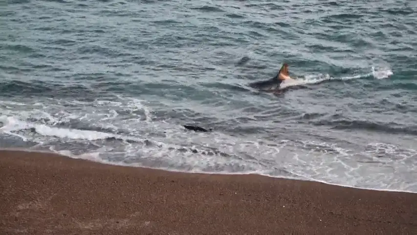 VÍDEO: Un león marino escapa de las mandibulas de una orca por centímetros