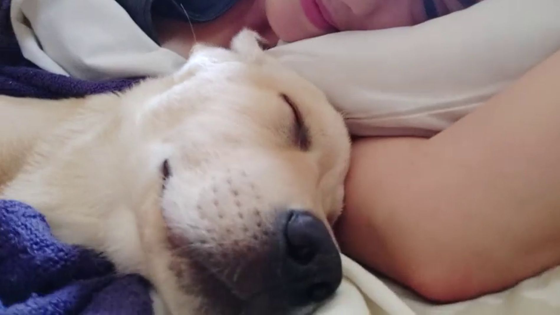 V&Iacute;DEO: As&iacute; sue&ntilde;a un perro mientras duerme