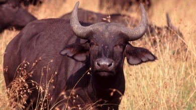 Un búfalo se estrella de cabeza contra un vehículo en su intento de escapar de una manada de leones