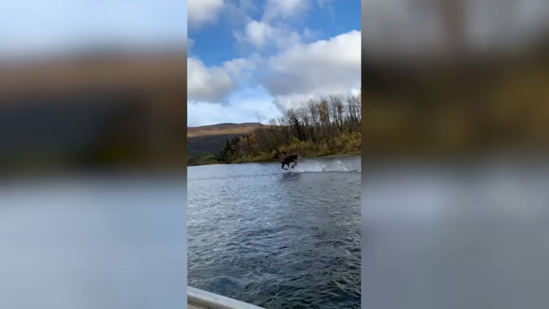 Graban a un alce corriendo sobre las aguas de un r&iacute;o