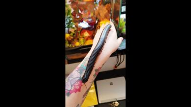 Una chica deja que su milpies africano gigante camine por su cuerpo