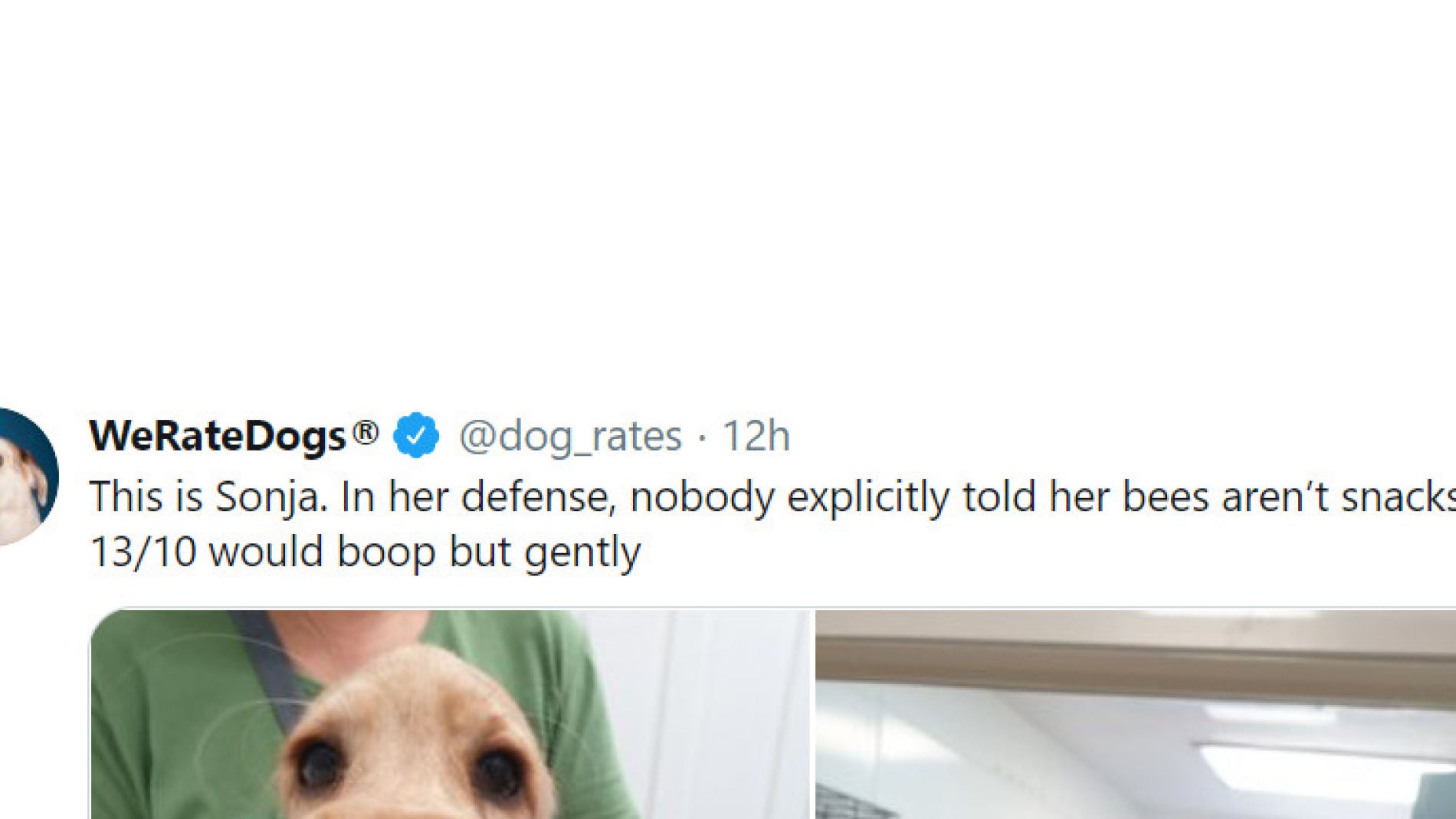 Tuit de @dog_rates