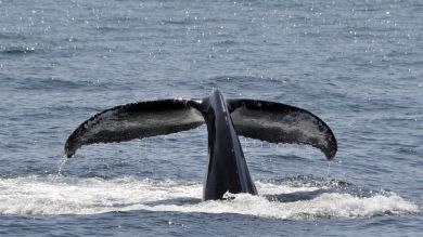 Una ballena jorobada hambrienta casi devora a dos mujeres en kayak