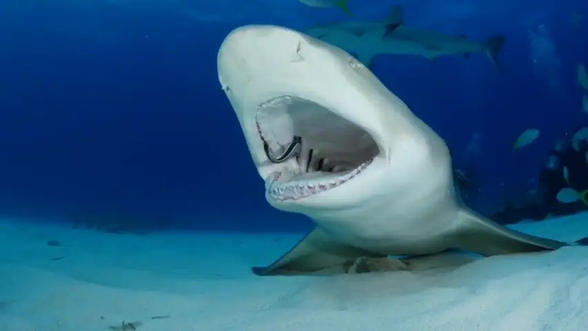 VÍDEO: Un tiburón deja que varios peces le limpien la boca