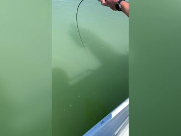 VÍDEO: Pescador accidentalmente recoge un cocodrilo gigante que se negó a soltar el hilo