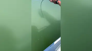 VÍDEO: Pescador accidentalmente recoge un cocodrilo gigante que se negó a soltar el hilo