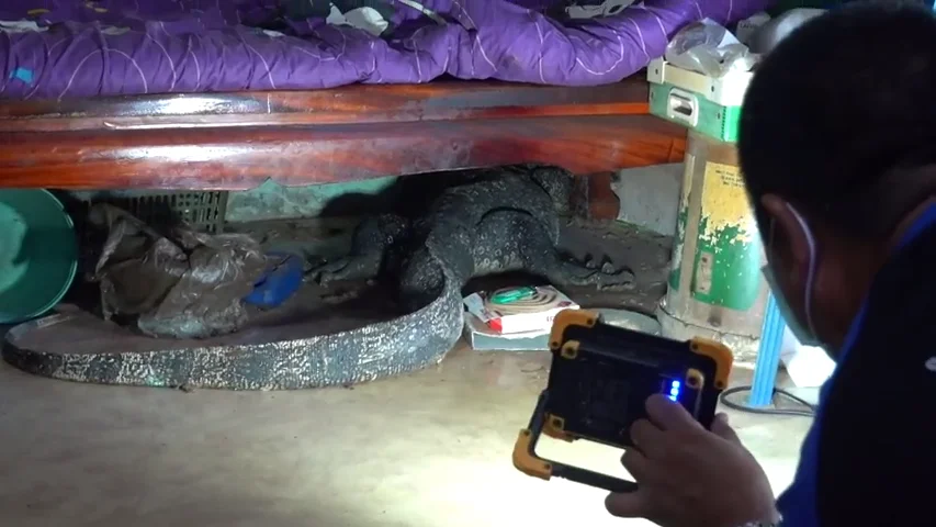 VÍDEO: Un gigantesco lagarto destroza una casa en Tailandia VÍDEO: Un gigantesco lagarto destroza una casa en Tailandia