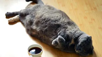 Gato gordo (archivo)