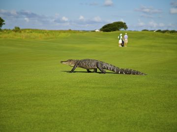 Caimán en un campo de golf