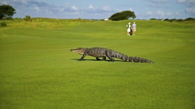Fotografían a un gigantesco caimán parecido a un dinosaurio en Florida