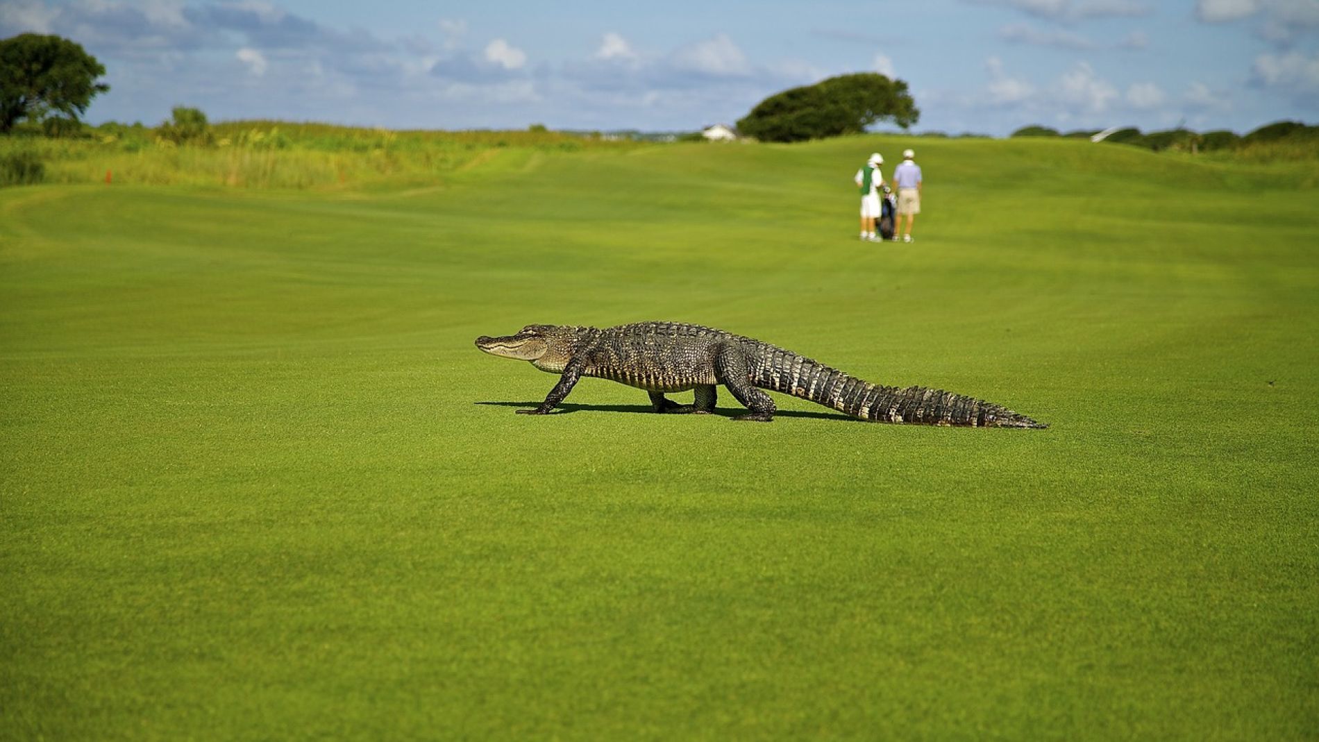 Caim&aacute;n en un campo de golf