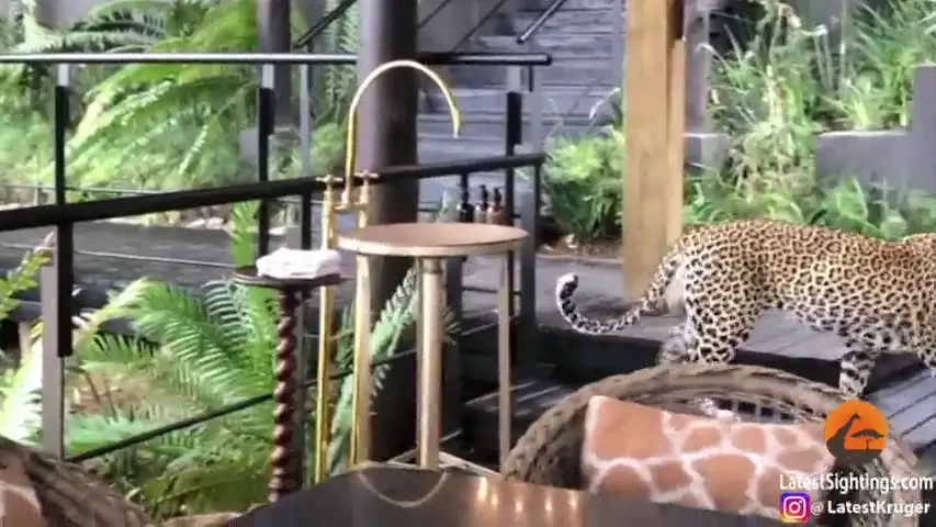 VÍDEO: Estaban cenando en un restaurante cuando un leopardo les dió el susto de sus vidas