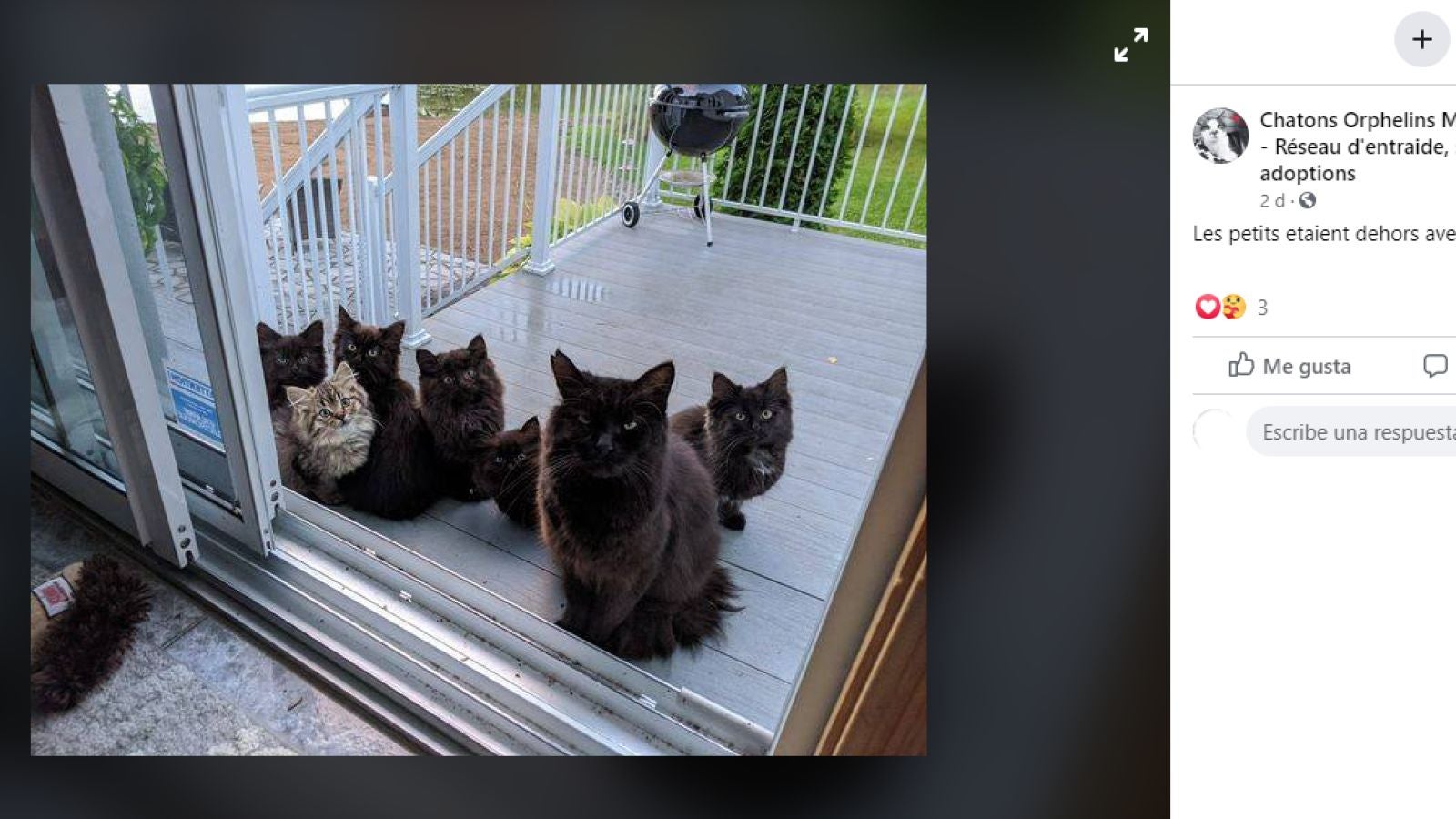 Una mujer alimentaba a una gata callejera que venía a su casa hasta que un día le dio una gran sorpresa
