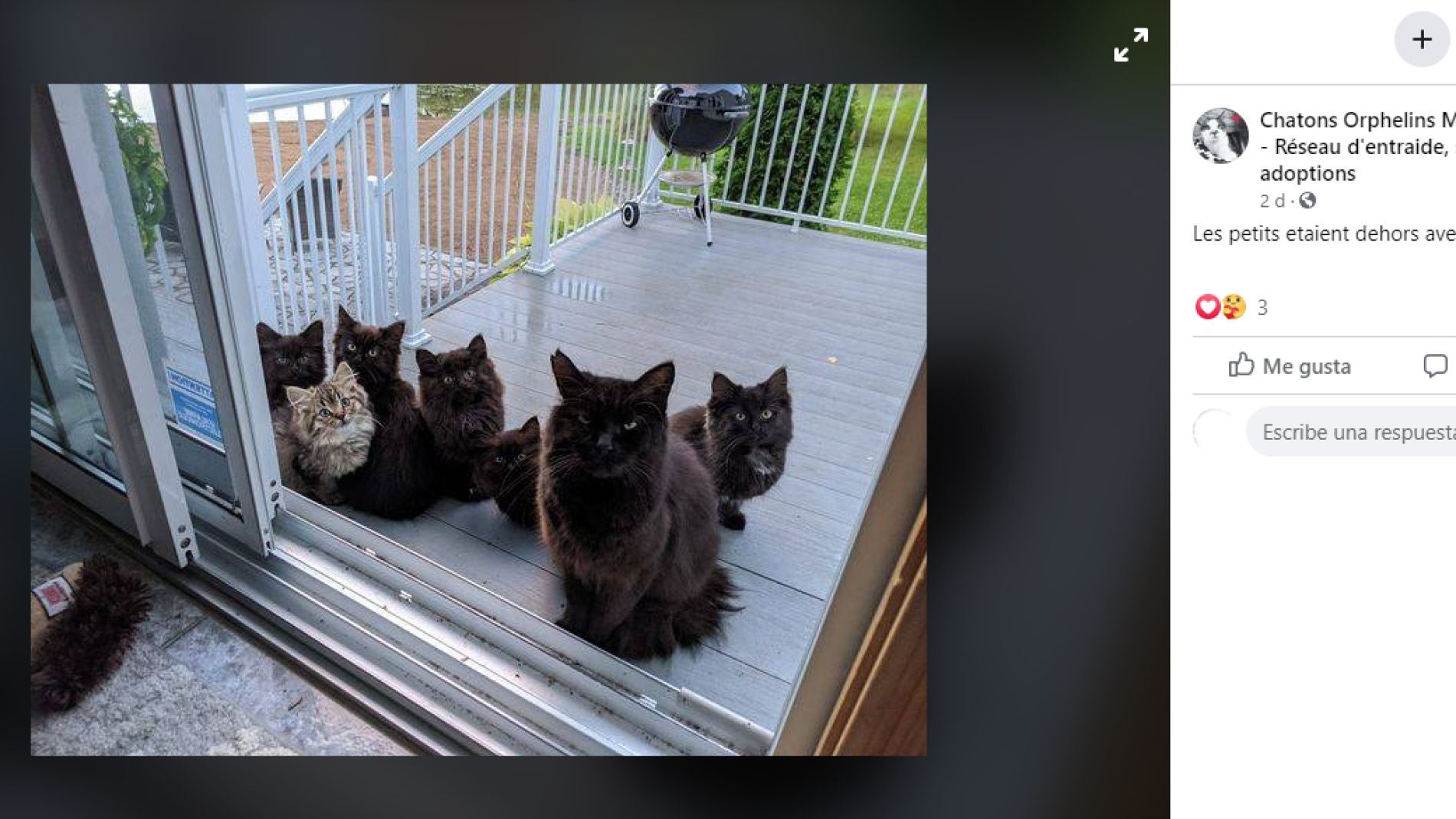Facebook de Rescuechatonsmontreal