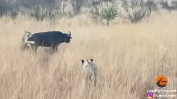 VÍDEO: Un búfalo choca contra un vehículo de safari mientras intentaba huir del ataque de unas leonas