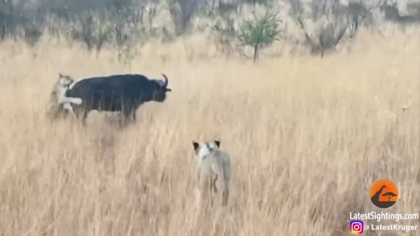VÍDEO: Un búfalo choca contra un vehículo de safari mientras intentaba huir del ataque de unas leonas