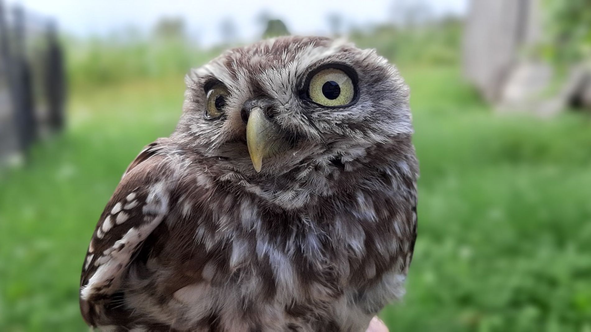 B&uacute;ho (archivo)