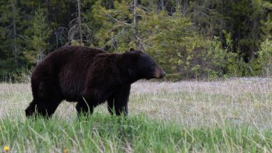 Un oso salvaje persigue a un esquiador en plena bajada por una pista