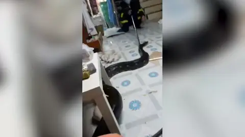 VÍDEO: Una pitón da a una familia el susto de su vida después de colarse en el salón de su casa VÍDEO: Una pitón da a una familia el susto de su vida después de colarse en el salón de su casa