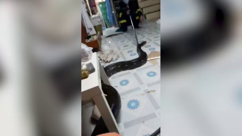 VÍDEO: Una pitón da a una familia el susto de su vida después de colarse en el salón de su casa