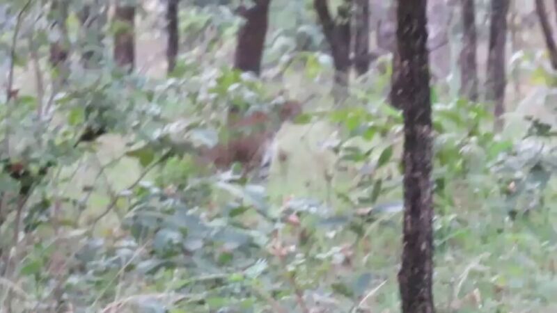 ¿Puedes verlo? Encuentran a un raro leopardo negro en la India