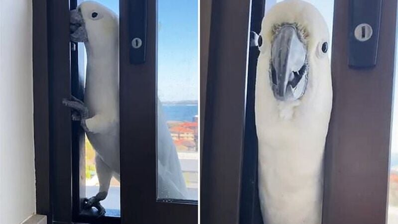VÍDEO: Una cacatúa se cuela en su casa por la ventana y dice hola