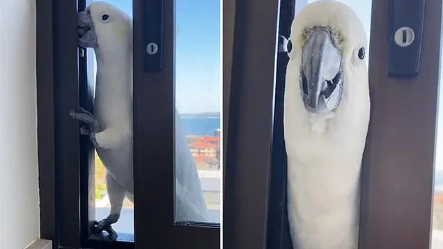 Una cacatúa se cuela en su casa