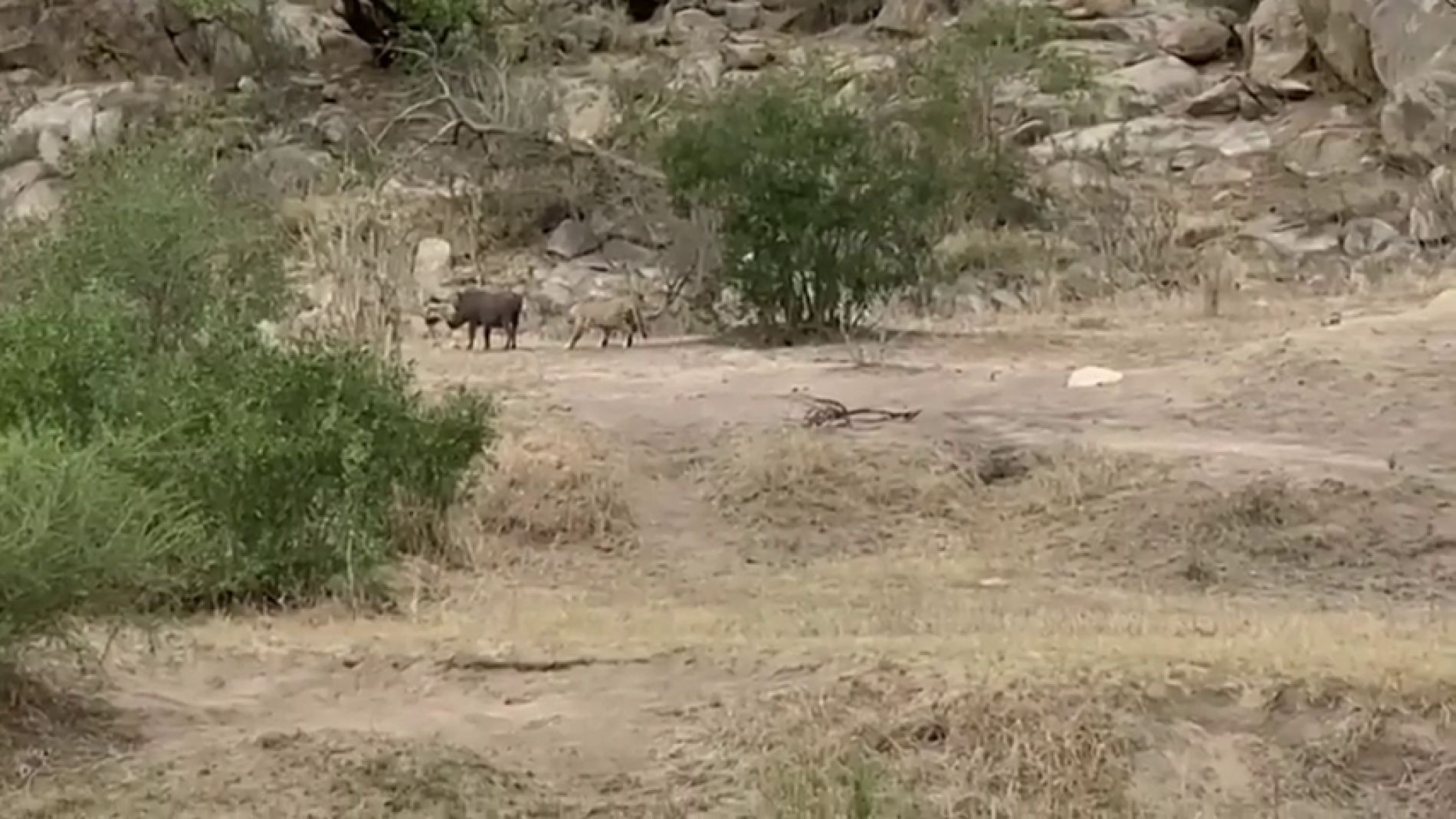 V&Iacute;DEO: Un facoquero escapa de las fauces de un leopardo en el &uacute;ltimo segundo