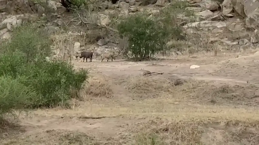 VÍDEO: Un facoquero escapa de las fauces de un leopardo en el último segundo