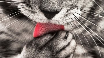 Una pista: había que usar la lengua